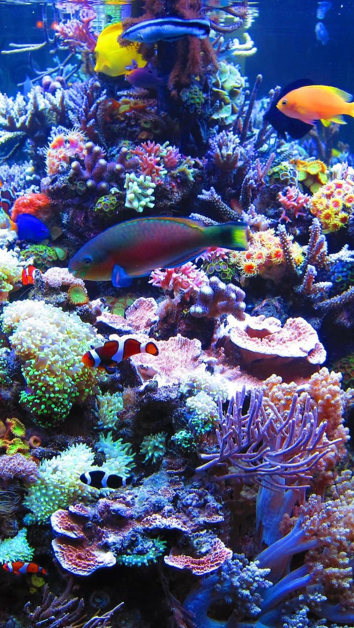 Aquarium Iphone Wallpapers