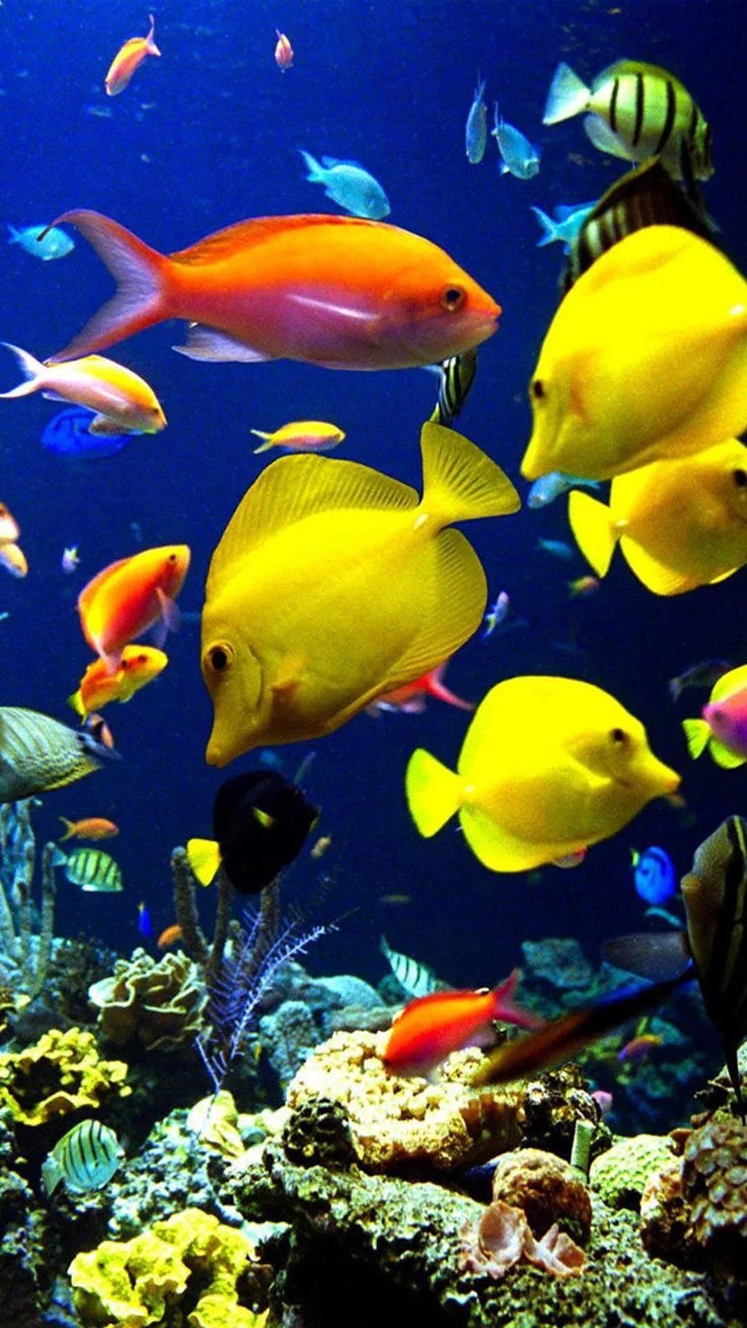 Aquarium Iphone Wallpapers