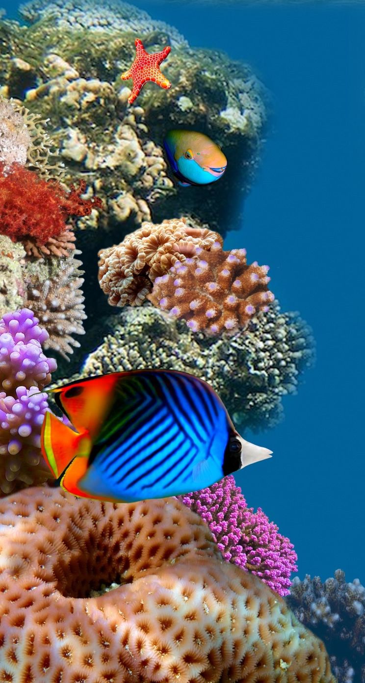 Aquarium Iphone Wallpapers