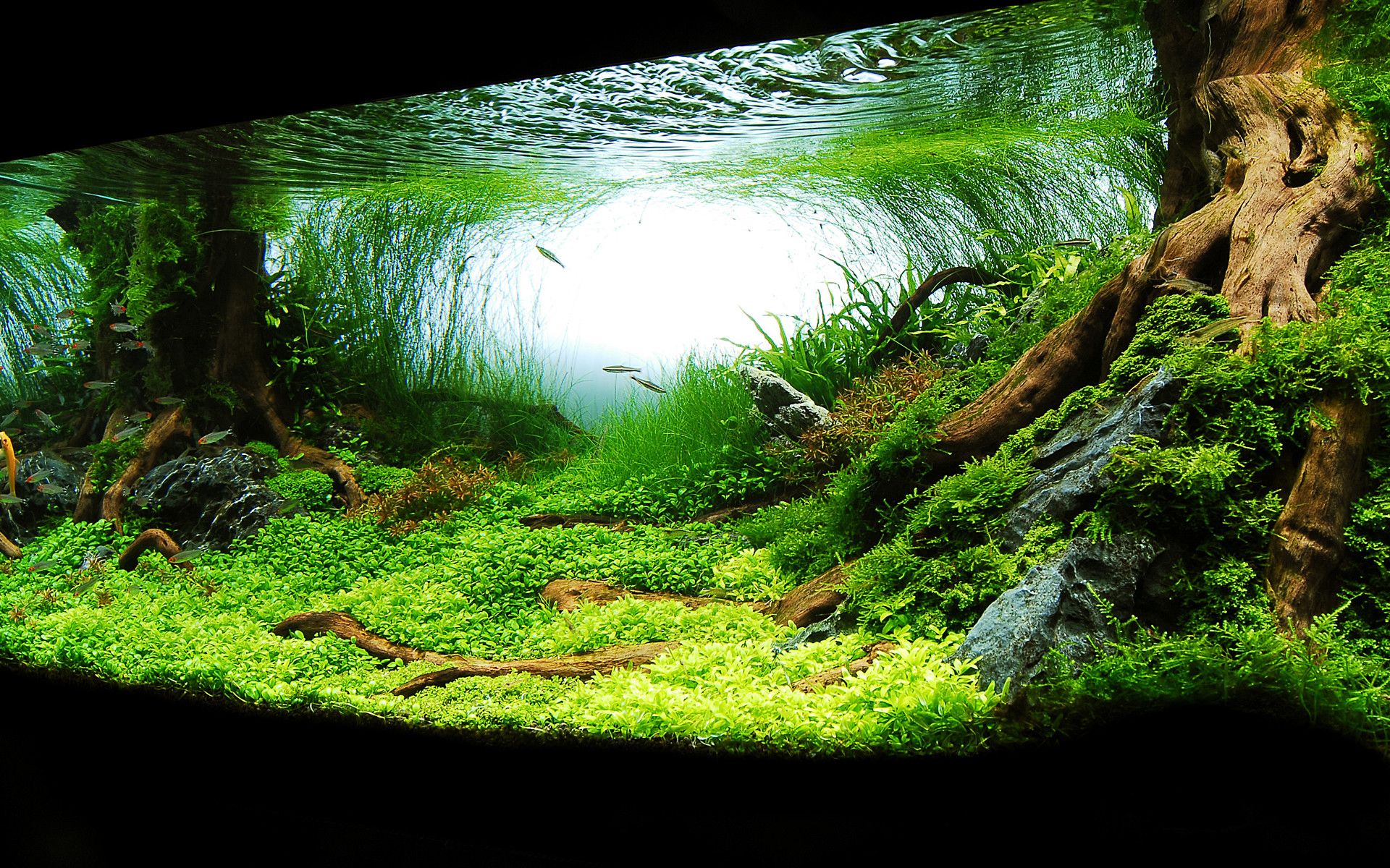 Aquascape Wallpapers