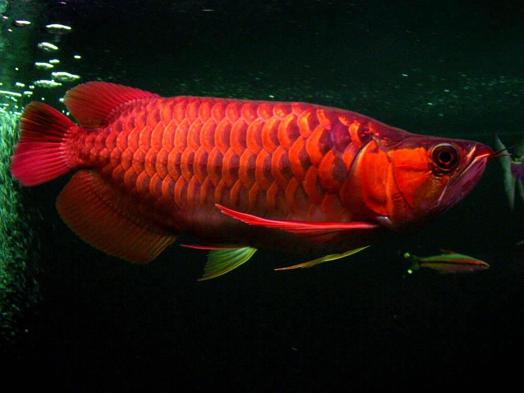 Arowana Wallpapers