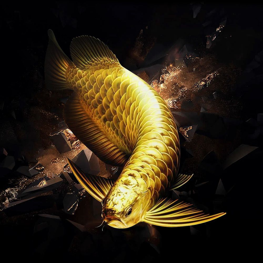 Arowana Wallpapers