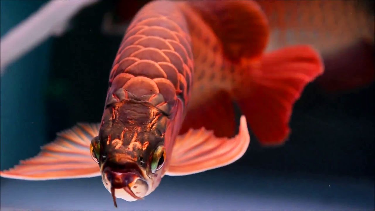 Arowana Wallpapers