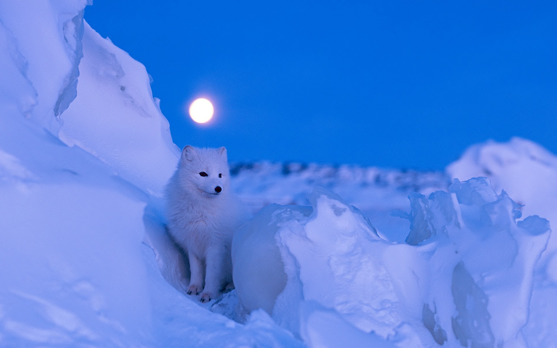 Art Arctic Fox Wallpapers