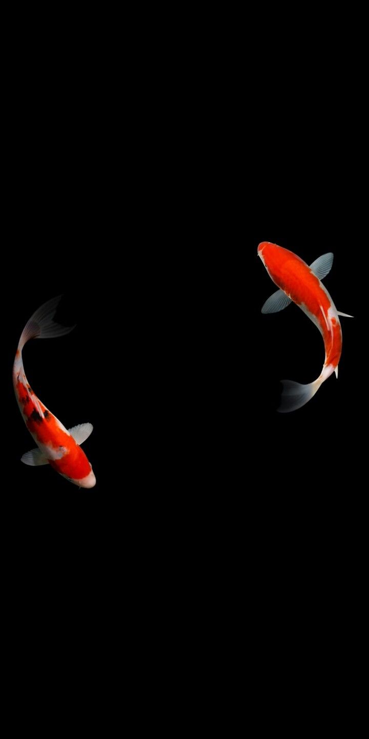 Art Koi Fish Wallpapers