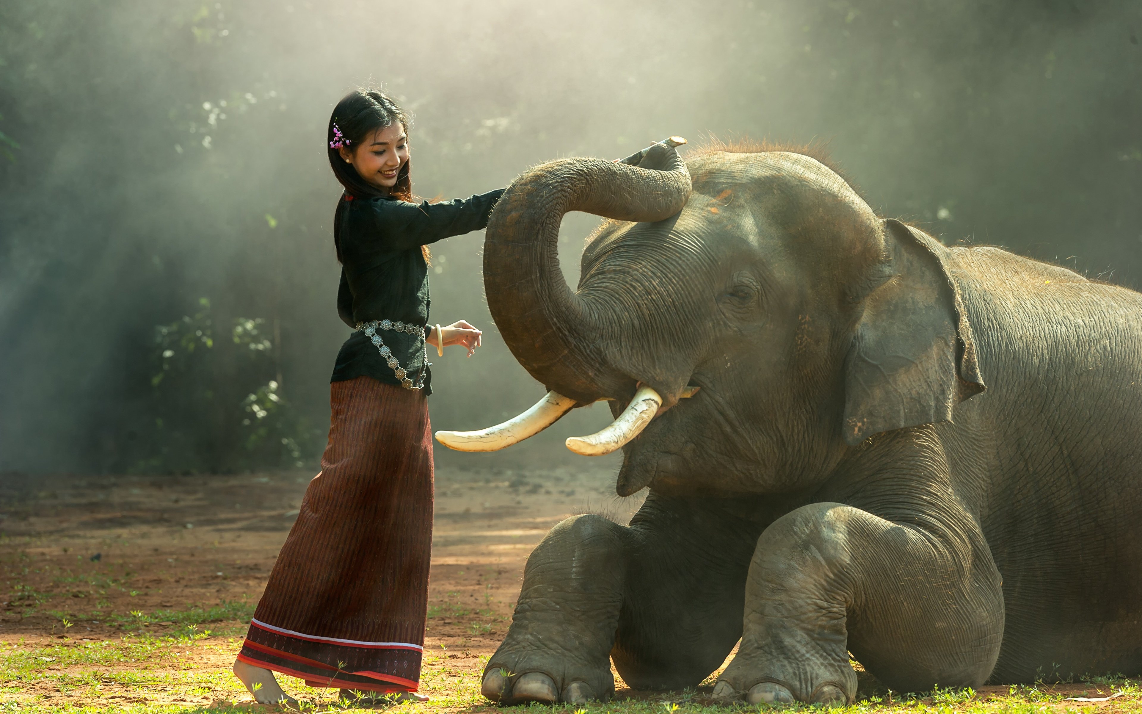 Asian Elephant Wallpapers