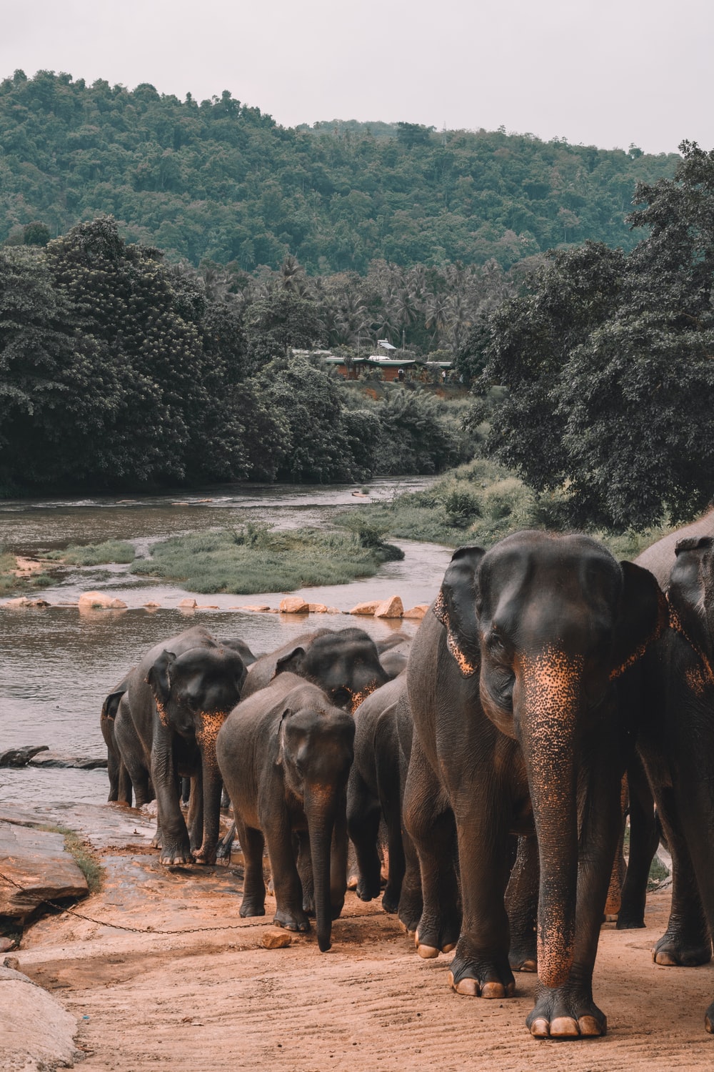 Asian Elephant Wallpapers