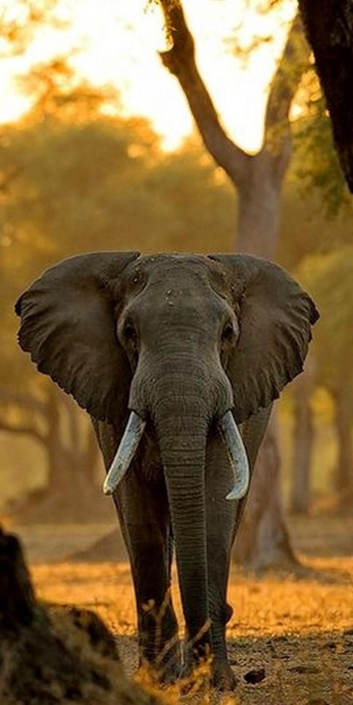 Asian Elephant Wallpapers