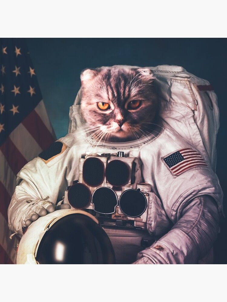 Astronaut Cat Wallpapers