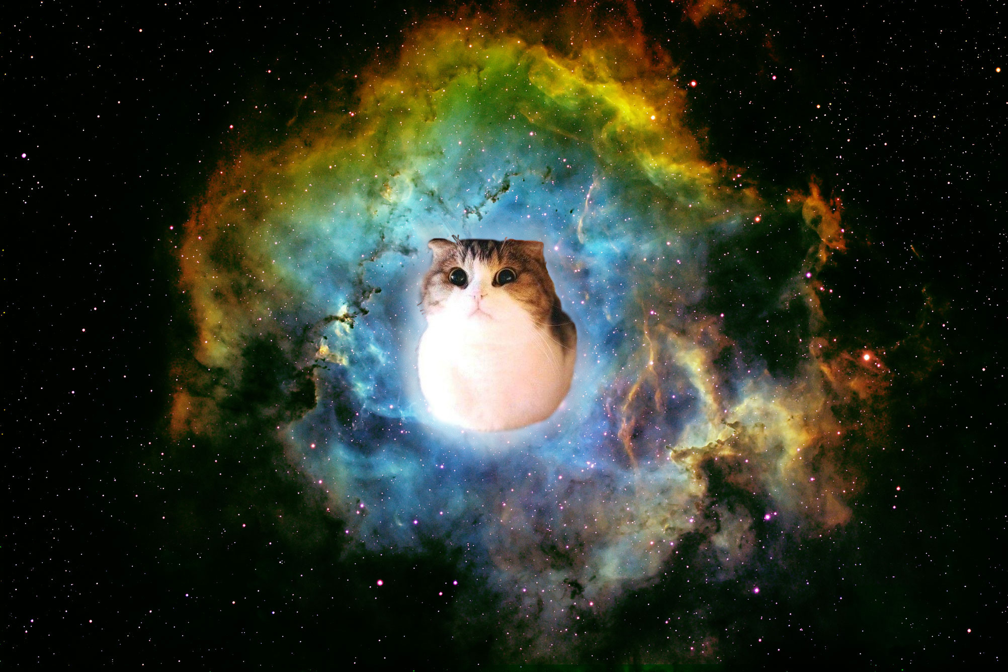 Astronaut Cat Wallpapers