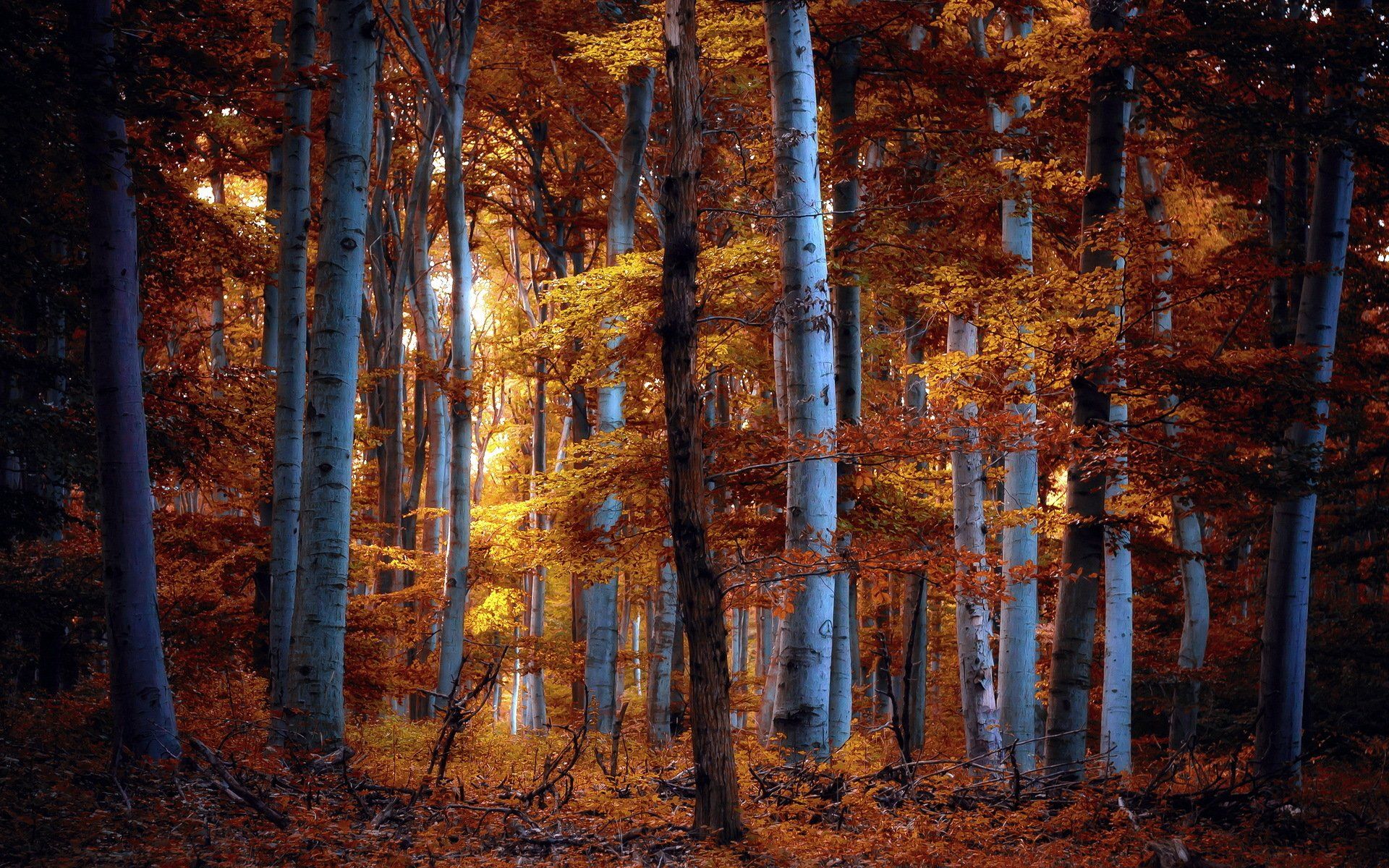 Autumn Forest At Night Wallpapers