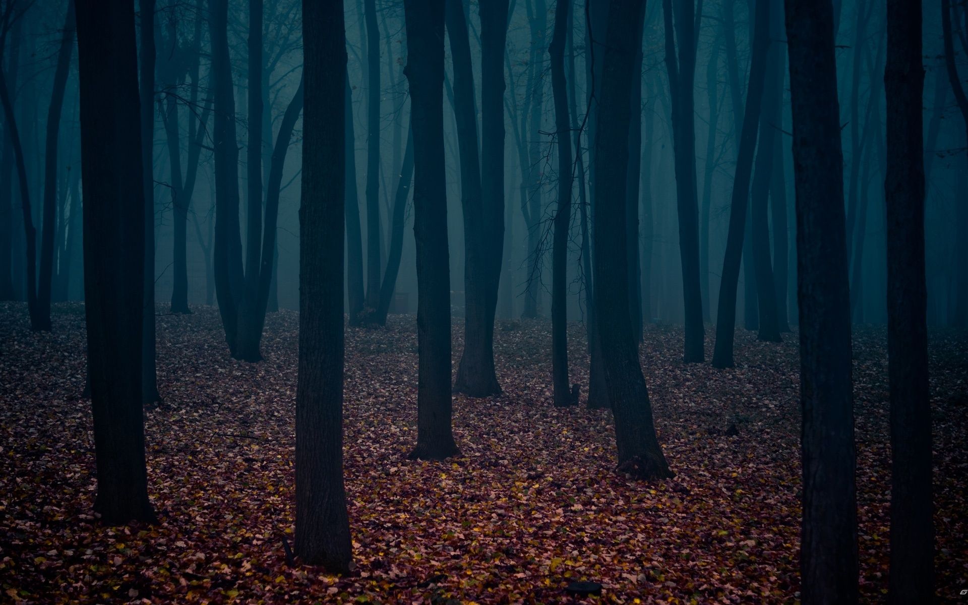 Autumn Forest At Night Wallpapers