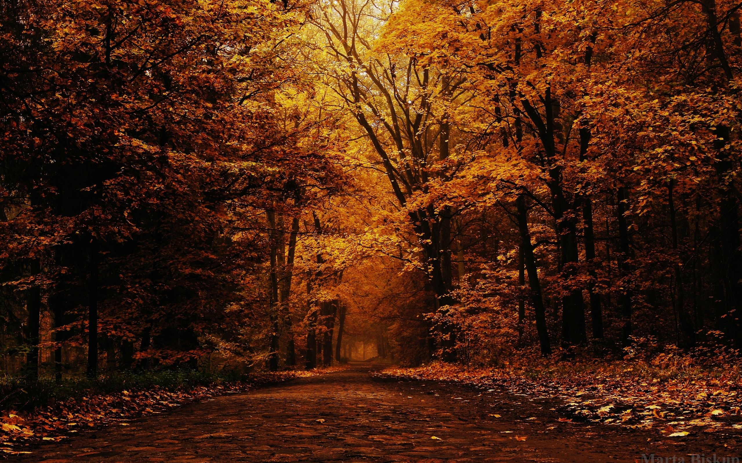 Autumn Forest At Night Wallpapers