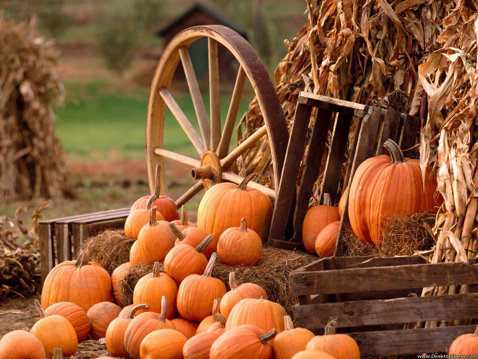 Autumn Harvest Widescreen Wallpapers