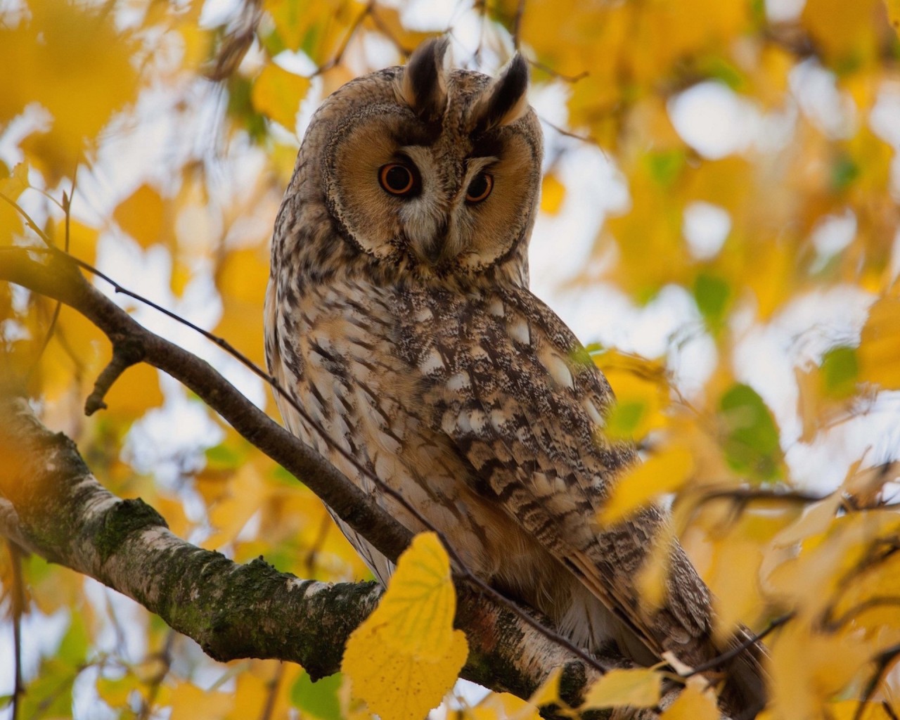 Autumn Owl Wallpapers