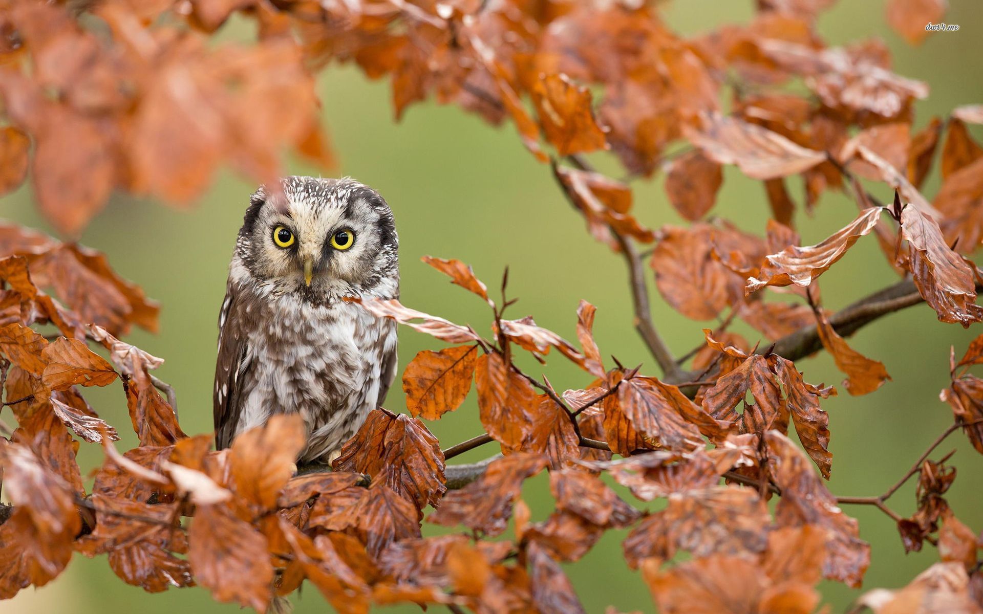 Autumn Owl Wallpapers