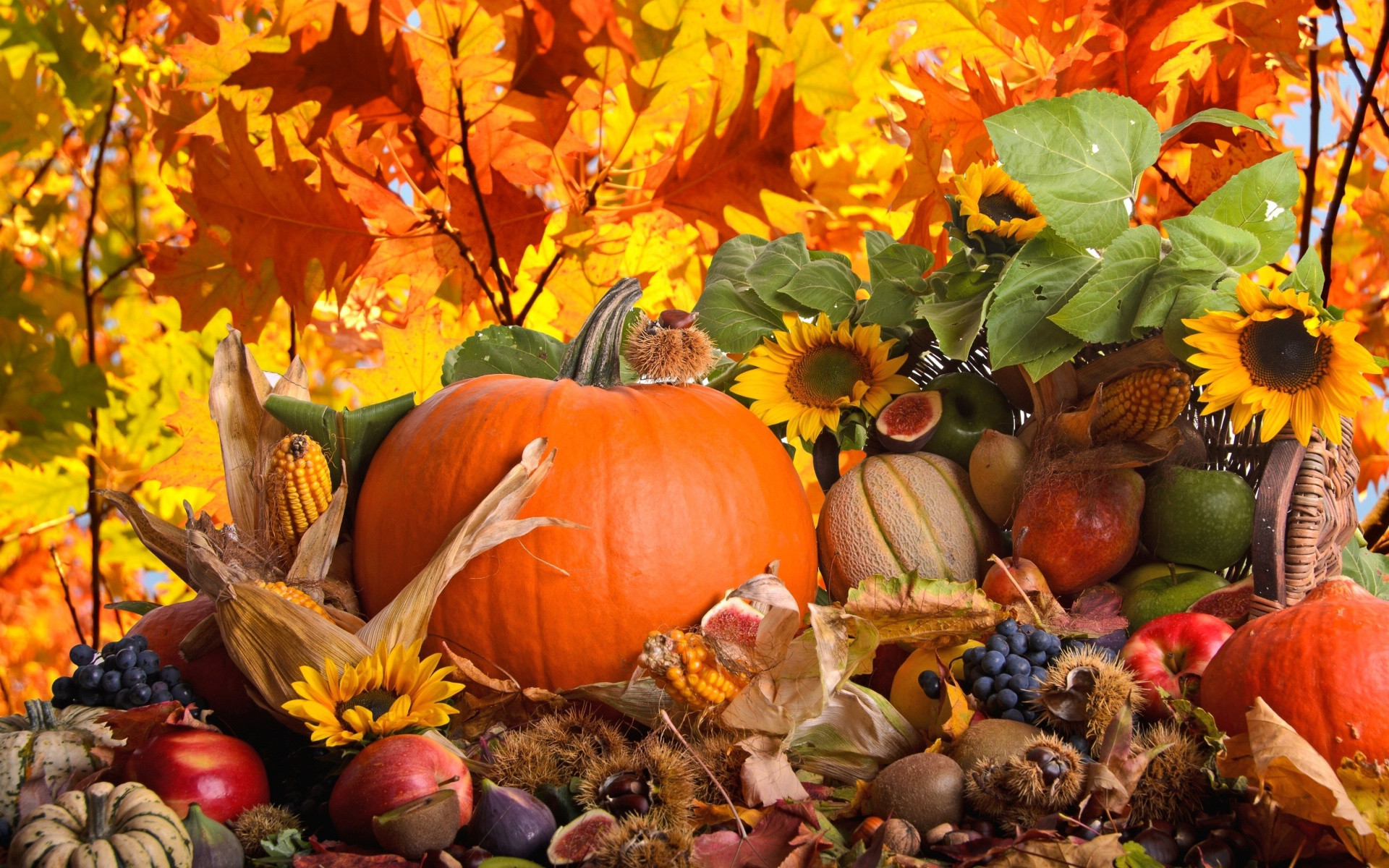 Autumn Pictures With Pumpkins For Desktop Wallpapers