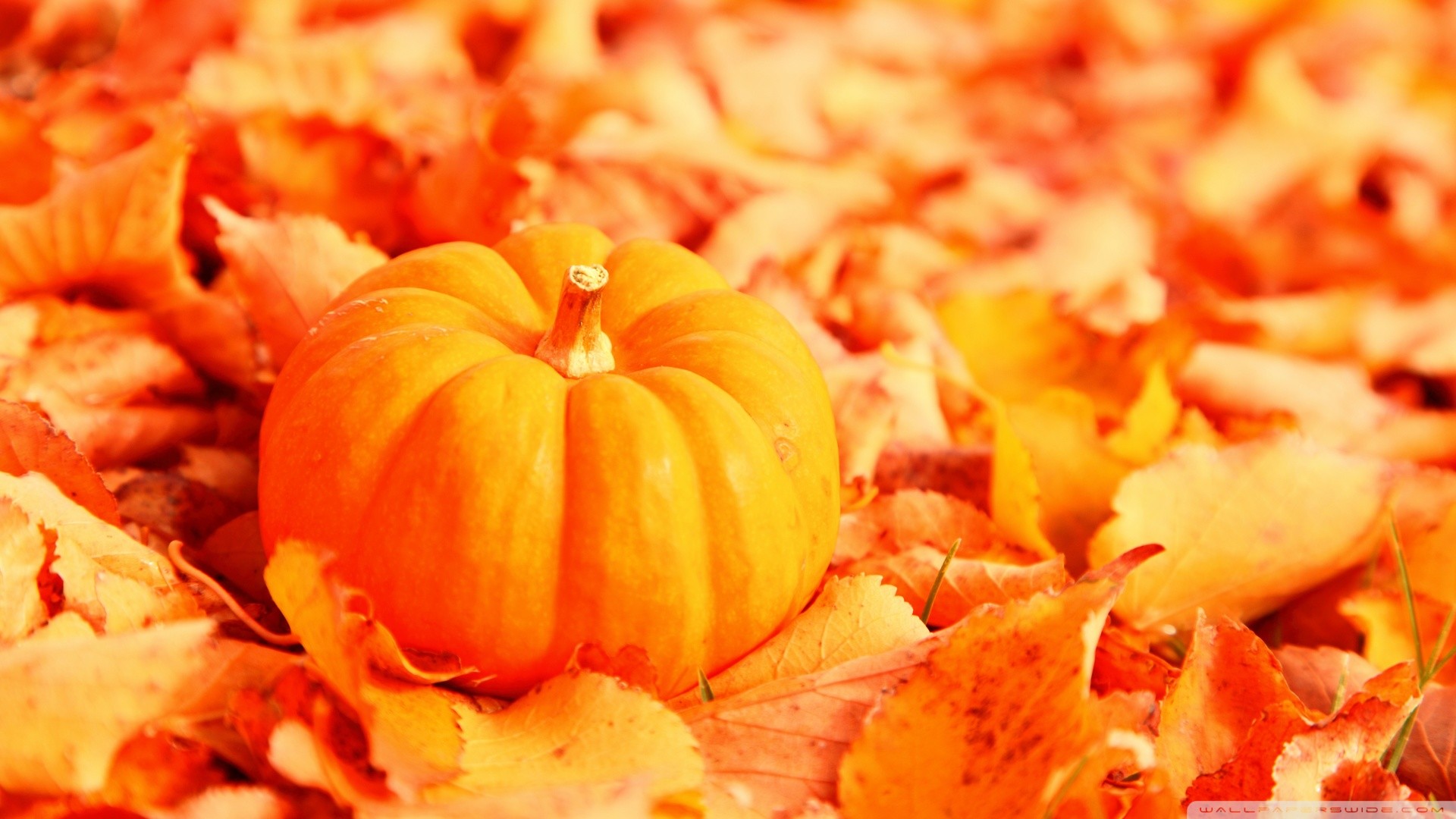 Autumn Pictures With Pumpkins For Desktop Wallpapers