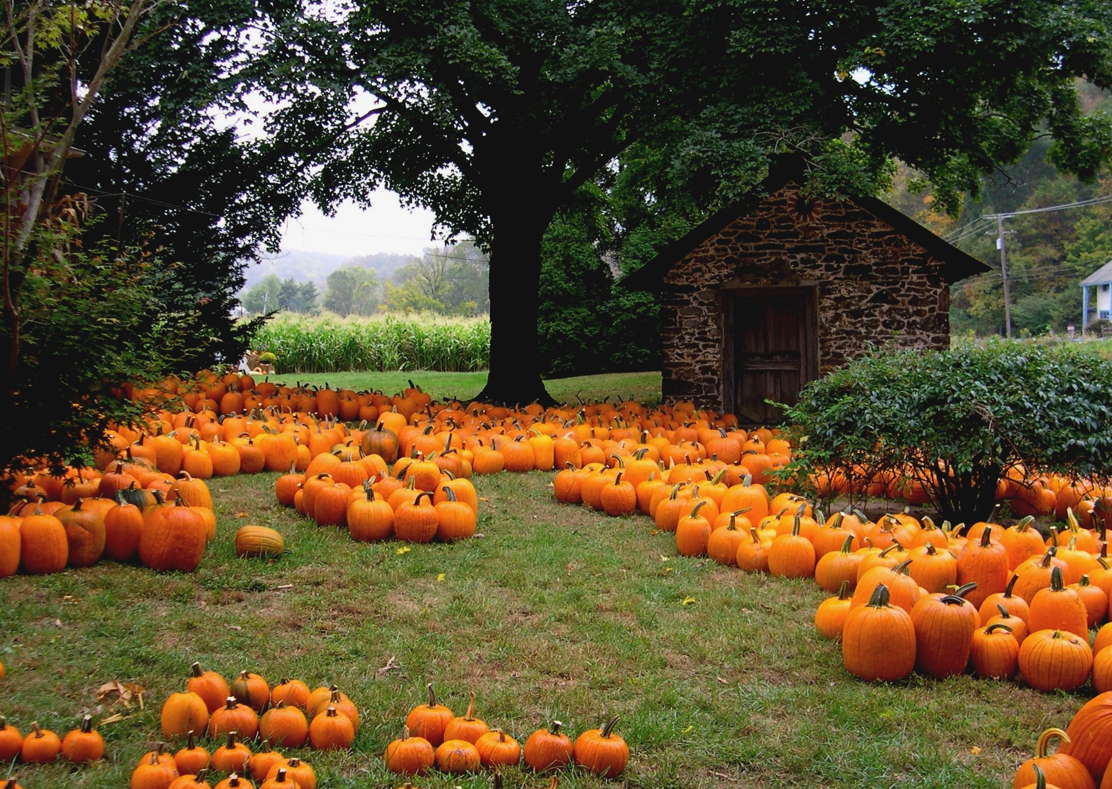 Autumn Pictures With Pumpkins For Desktop Wallpapers