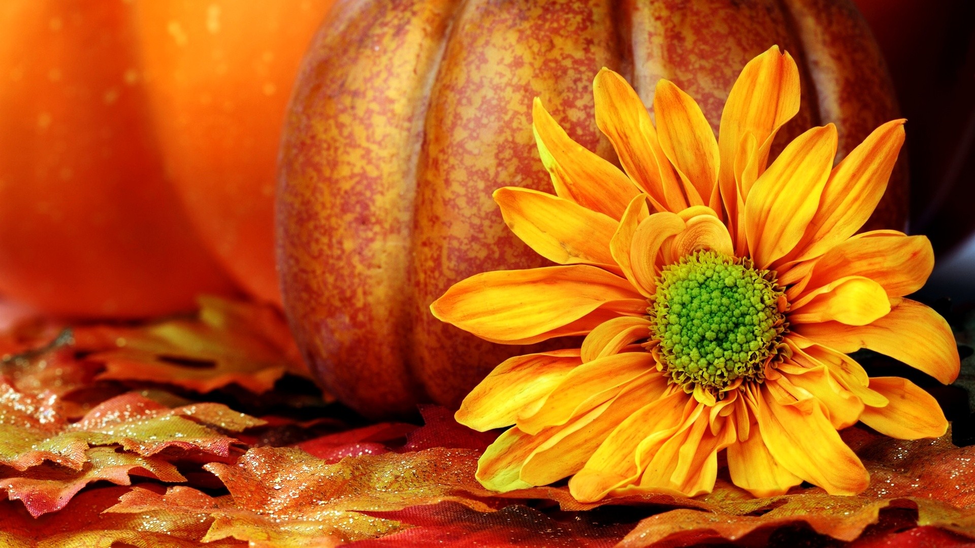 Autumn Pictures With Pumpkins For Desktop Wallpapers