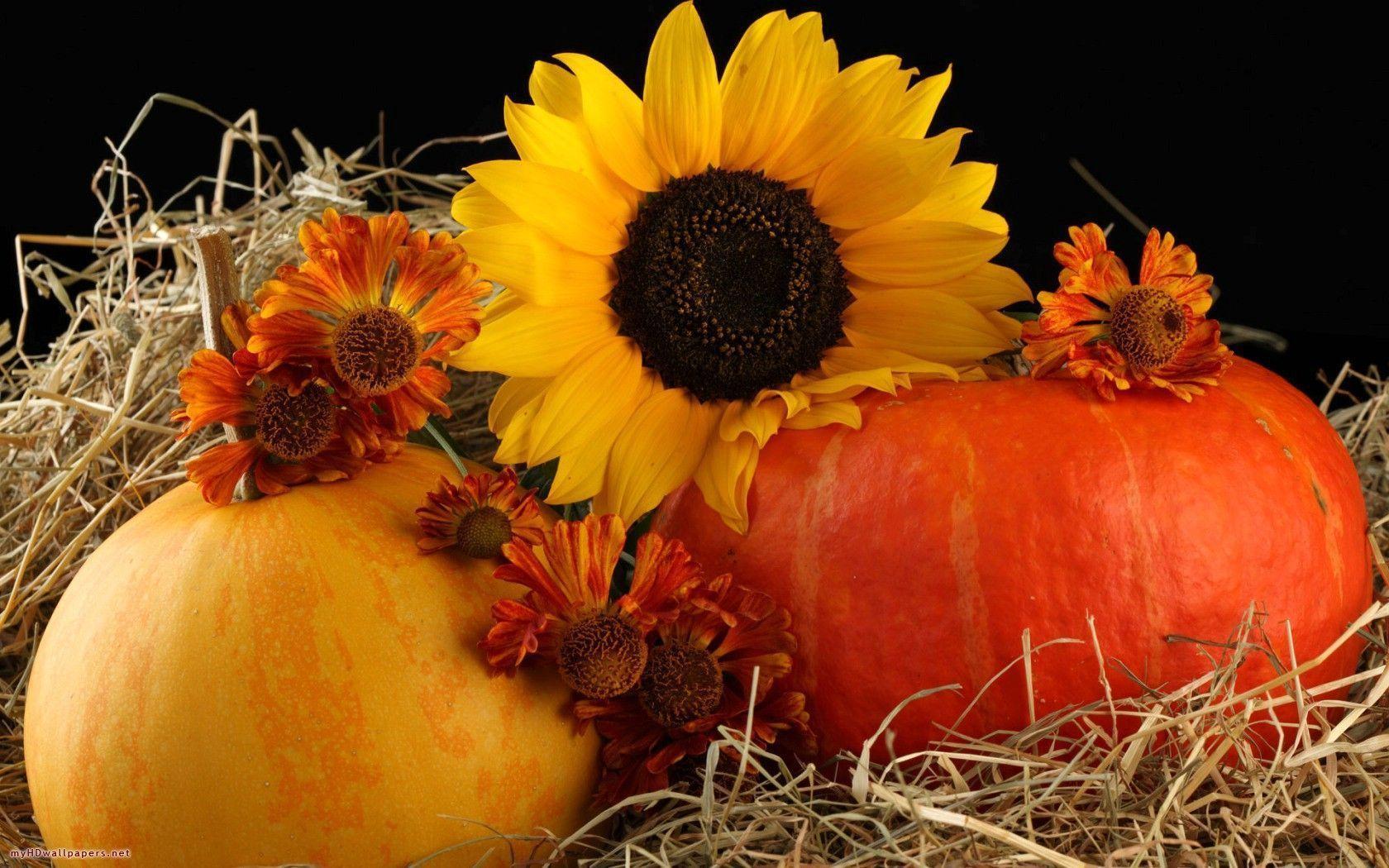 Autumn Pictures With Pumpkins For Desktop Wallpapers