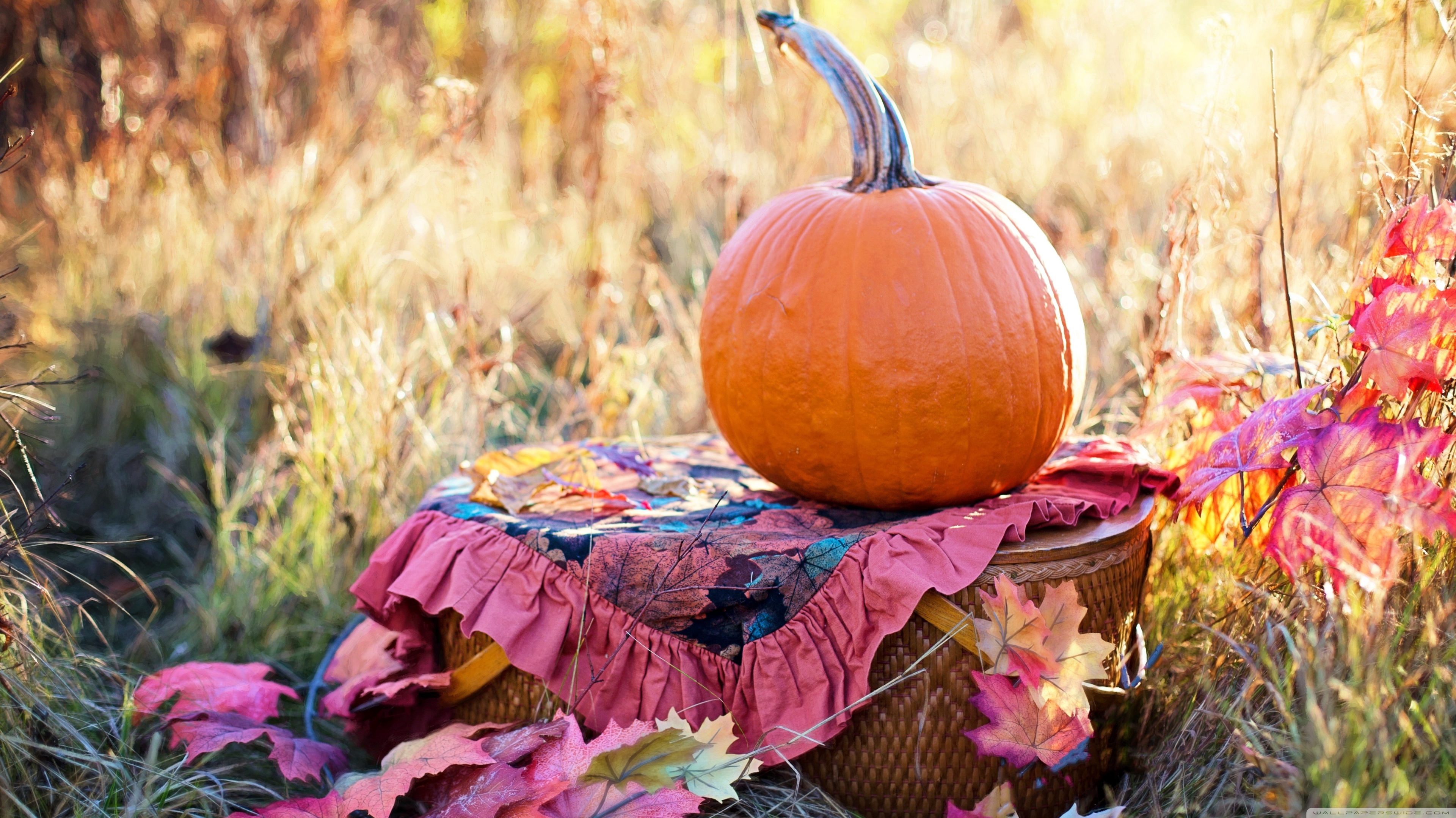 Autumn Pumpkins Wallpapers