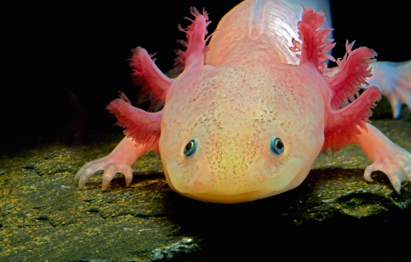 Axolotl Wallpapers