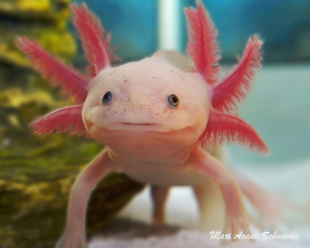 Axolotl Wallpapers