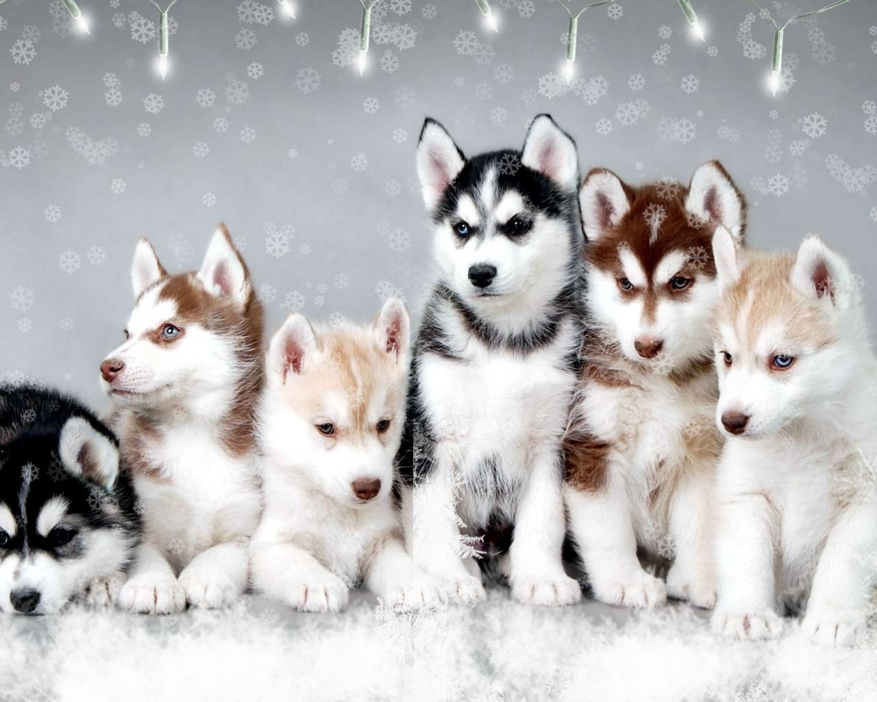 Babby Husky Wallpapers