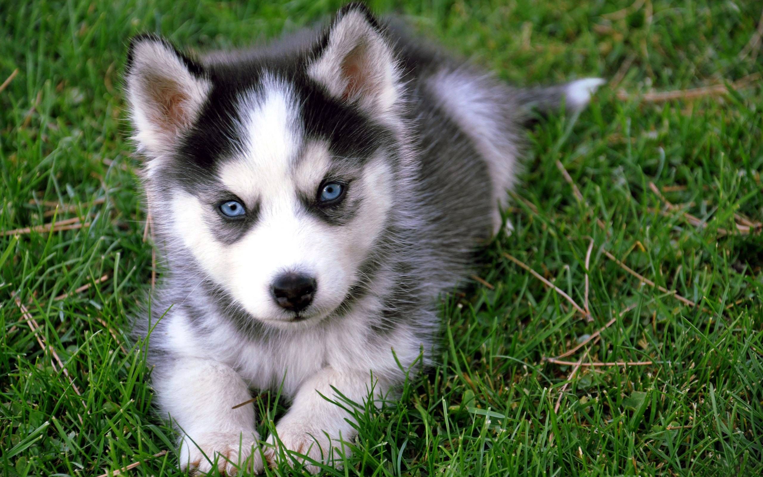 Babby Husky Wallpapers