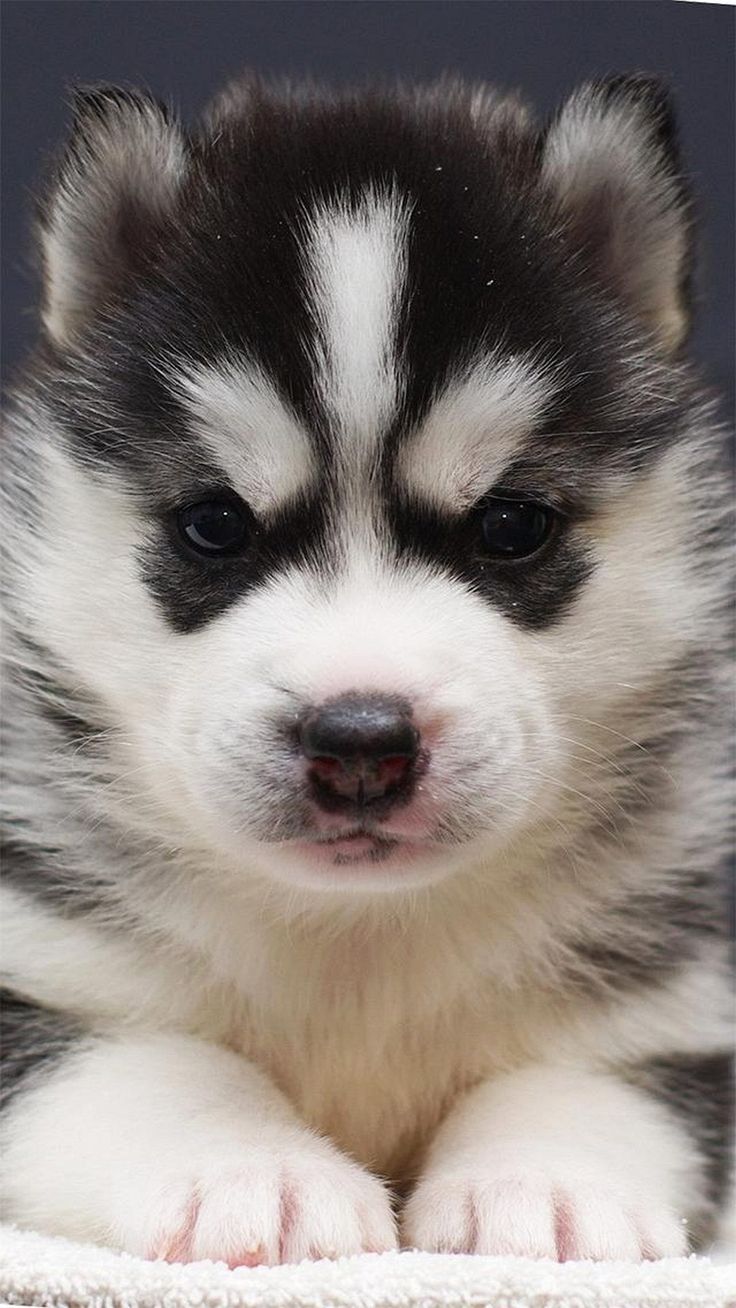 Babby Husky Wallpapers