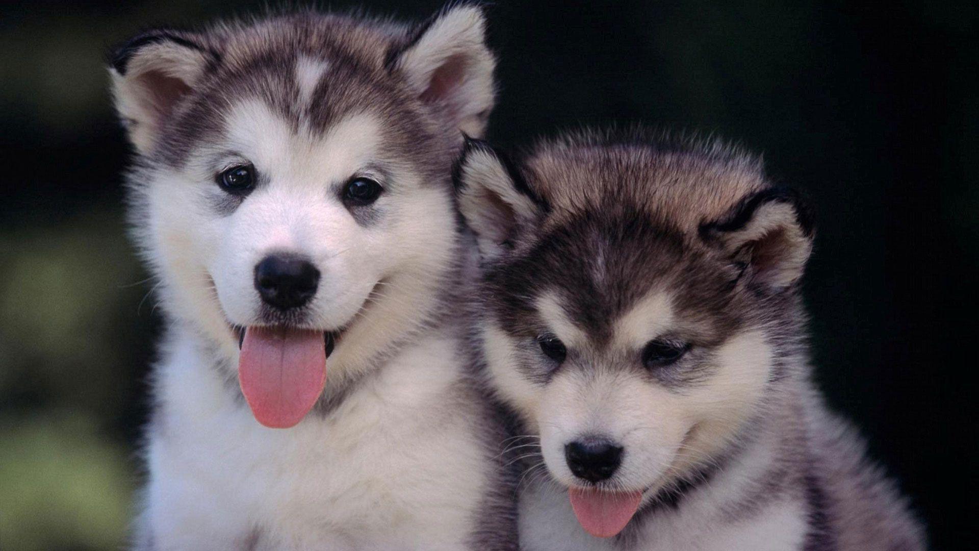 Babby Husky Wallpapers