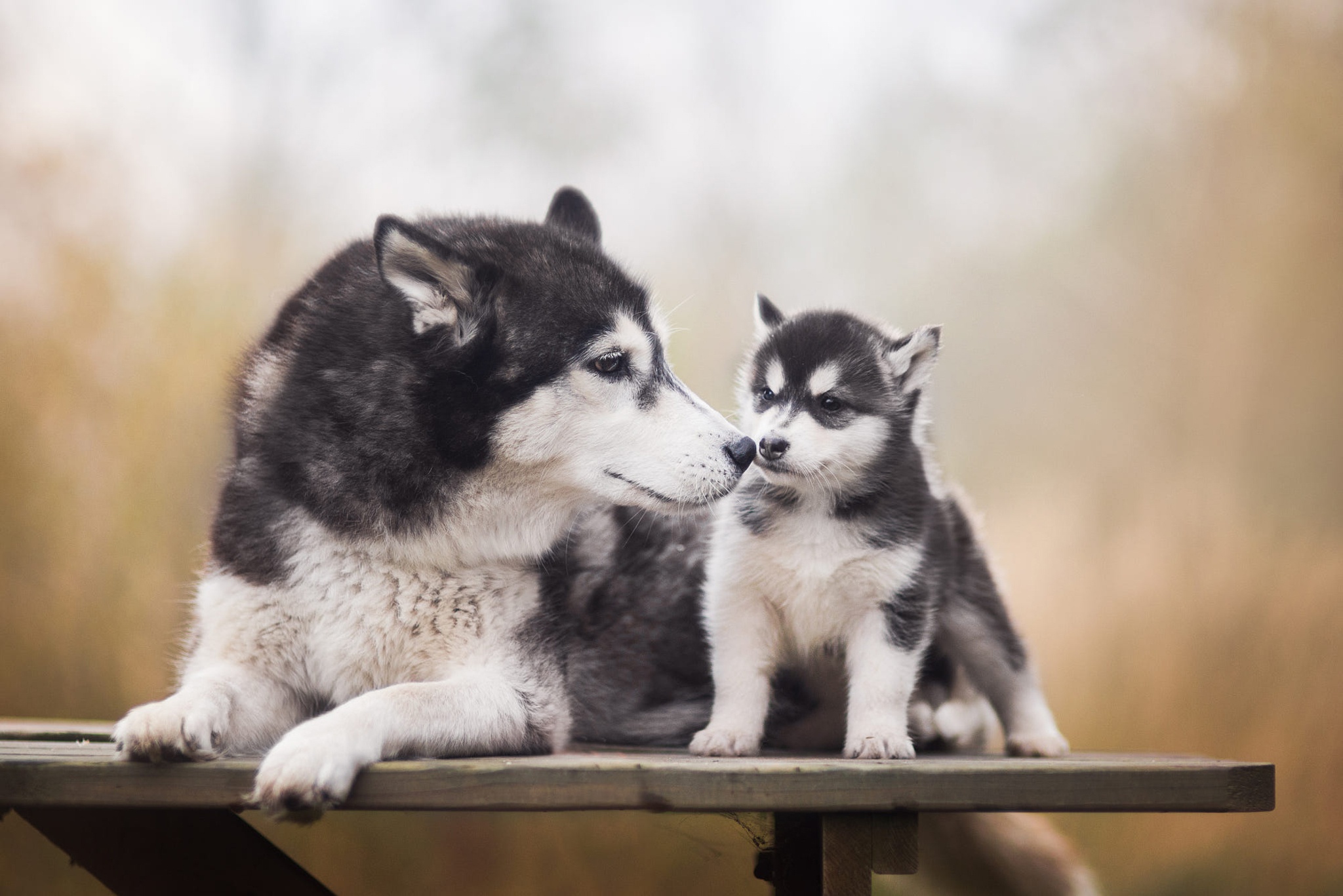 Babby Husky Wallpapers