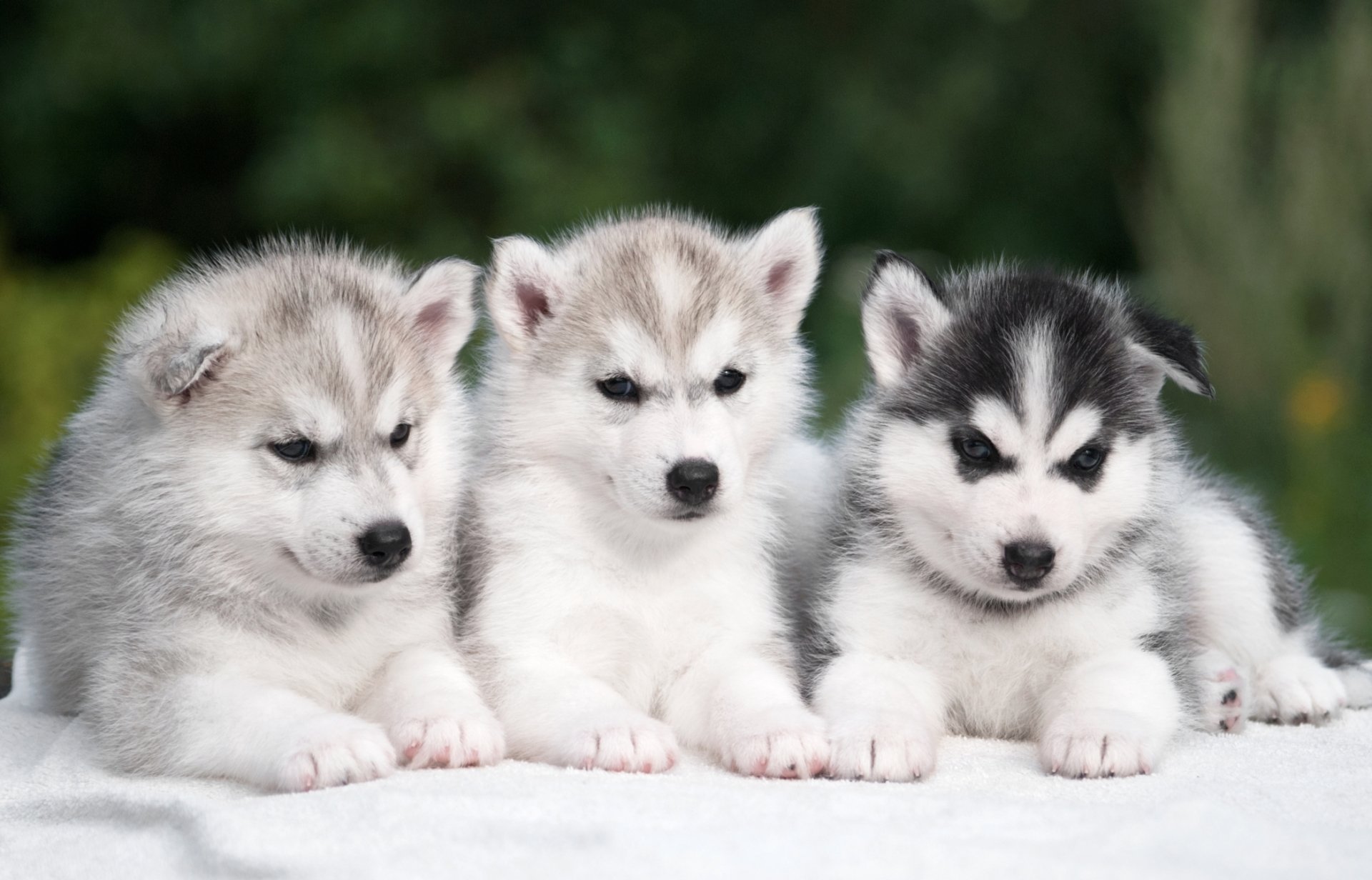 Babby Husky Wallpapers