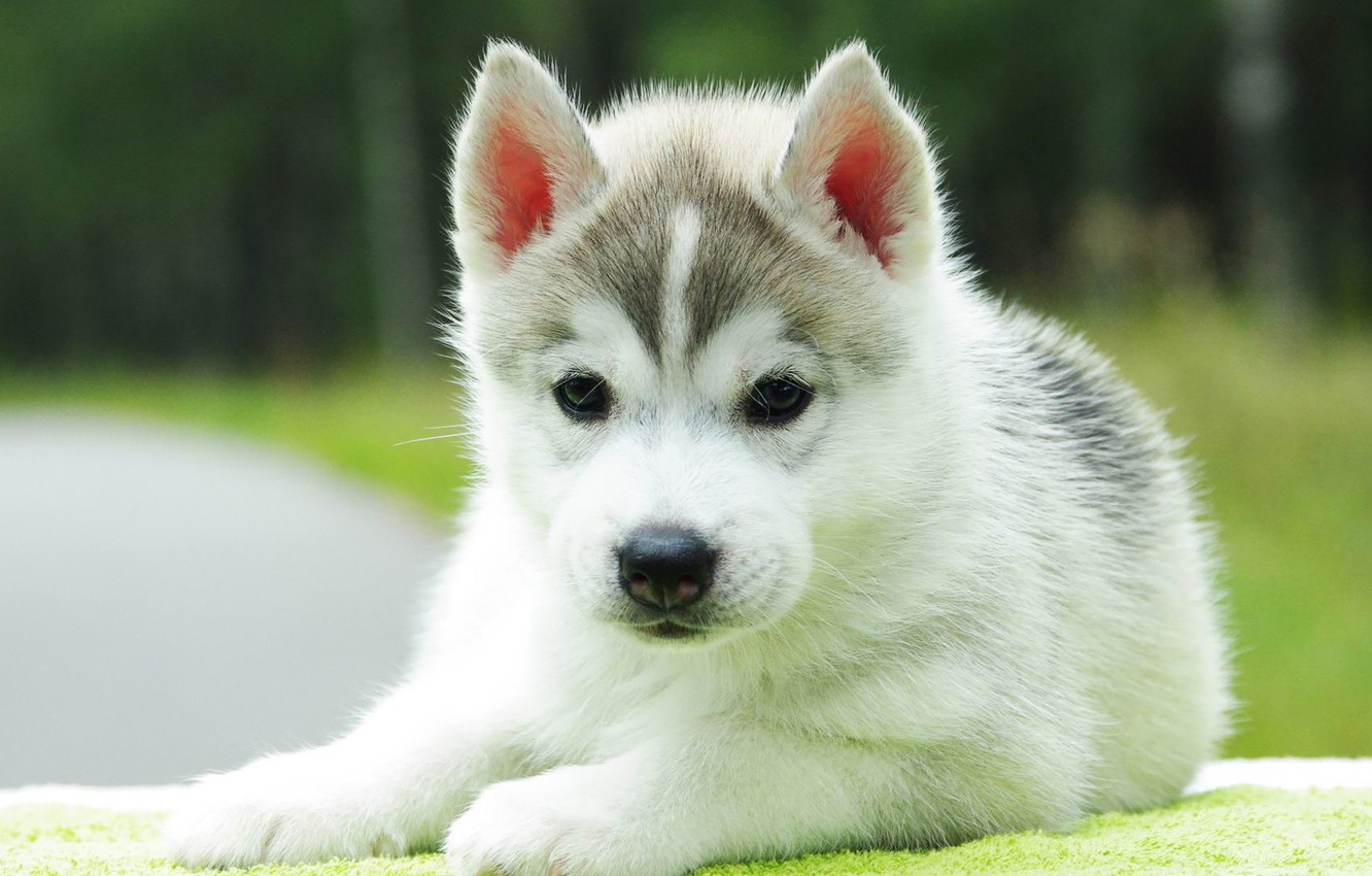 Babby Husky Wallpapers