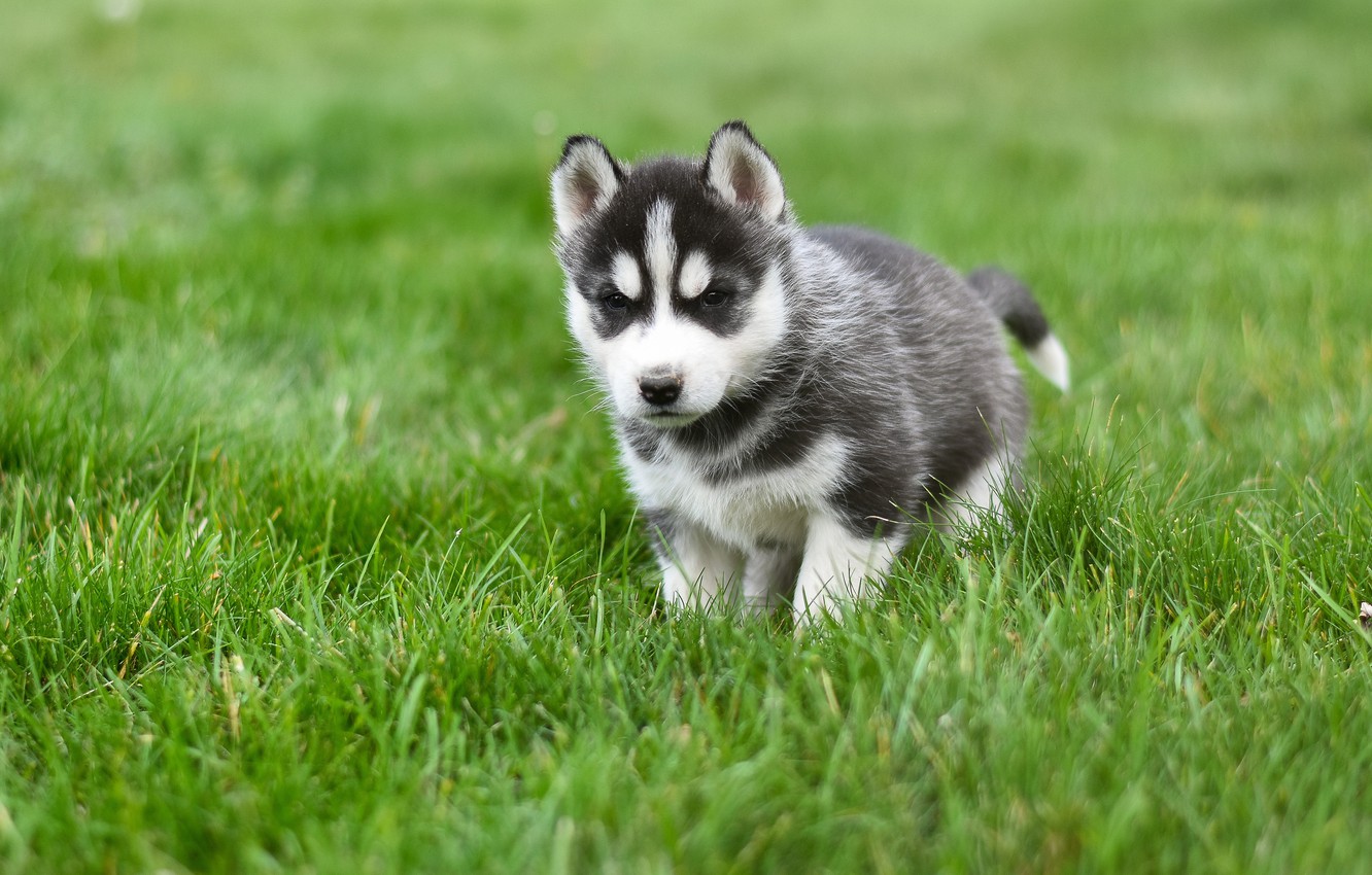 Babby Husky Wallpapers