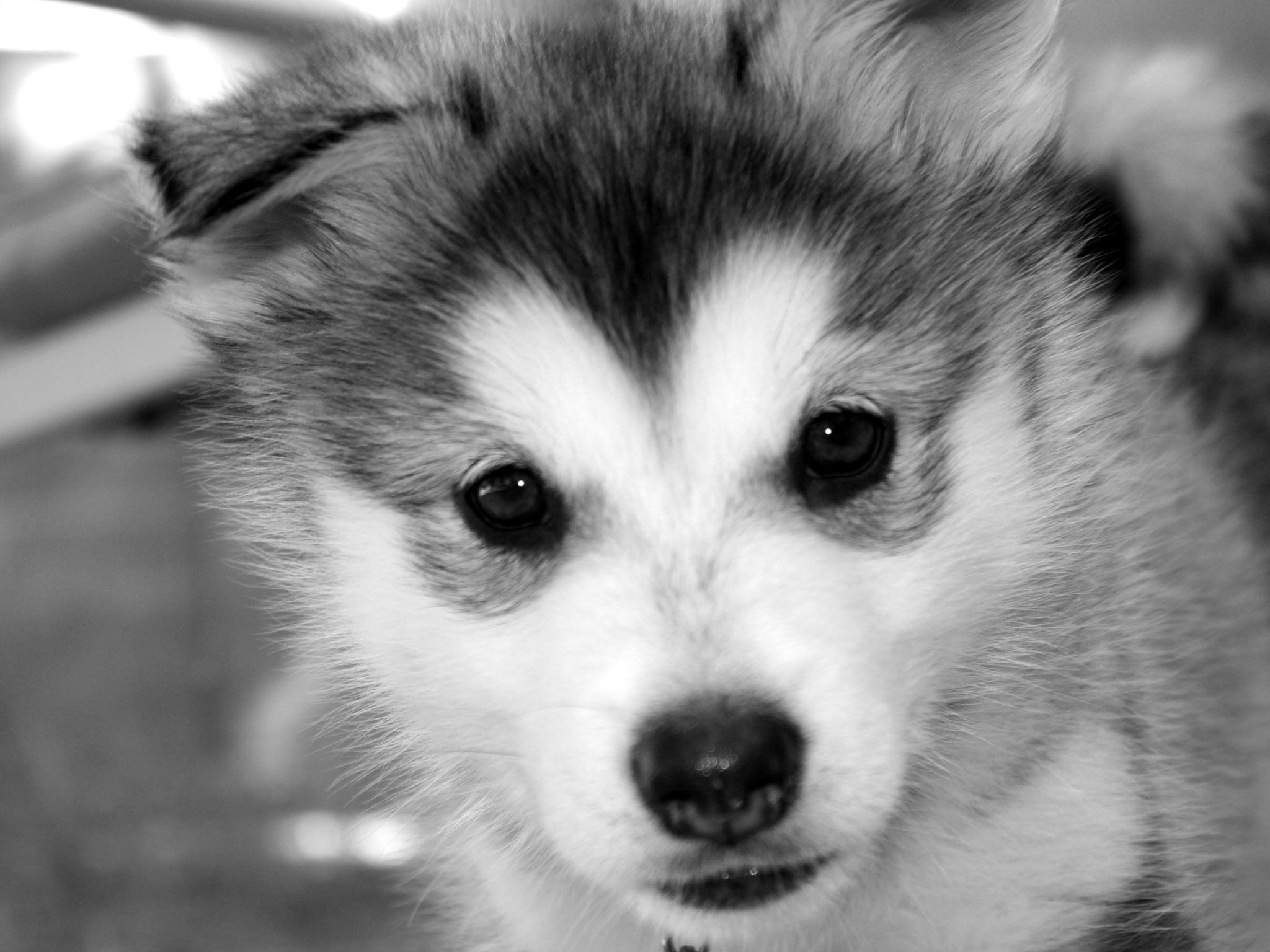 Babby Husky Wallpapers