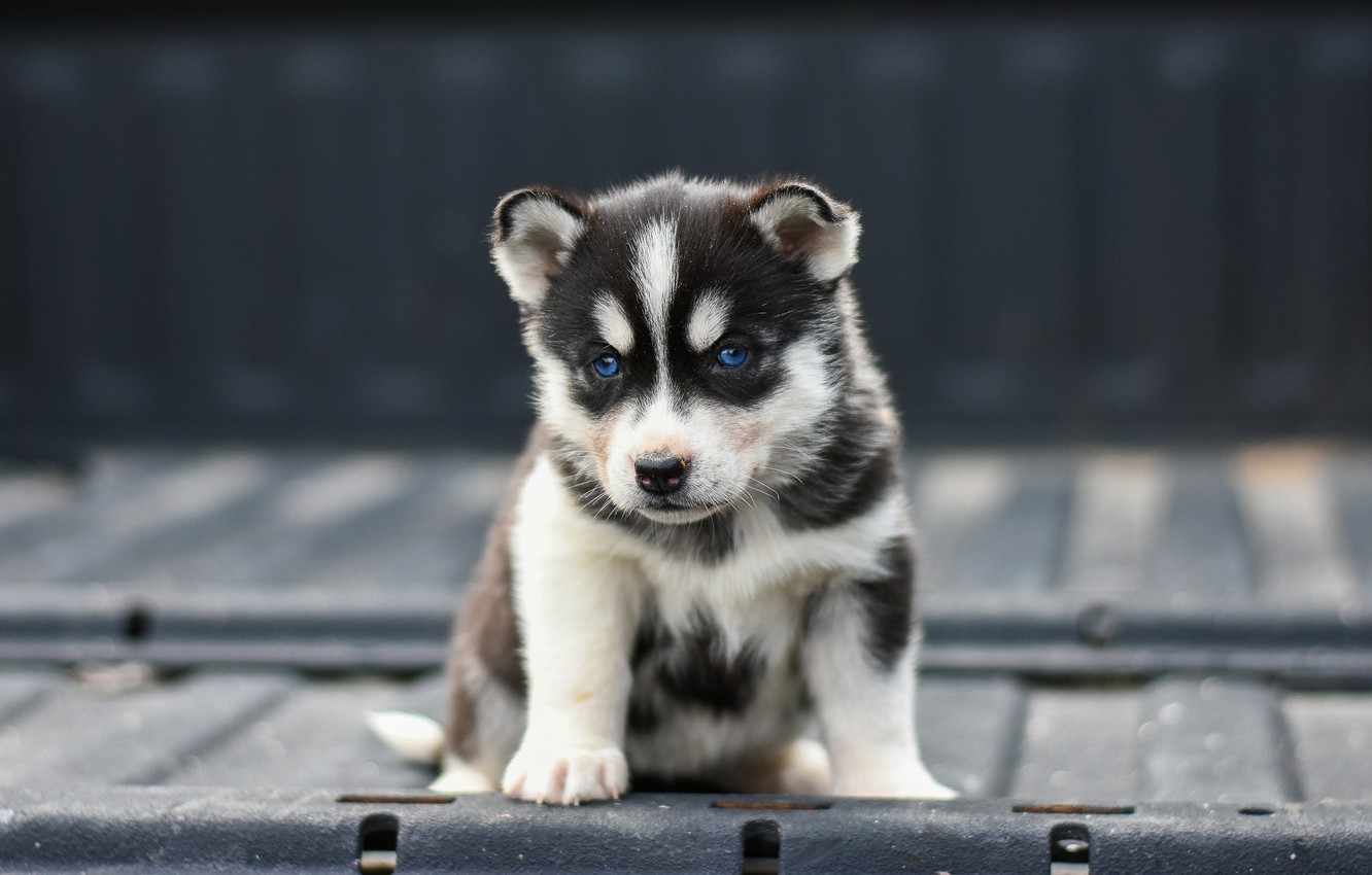 Babby Husky Wallpapers