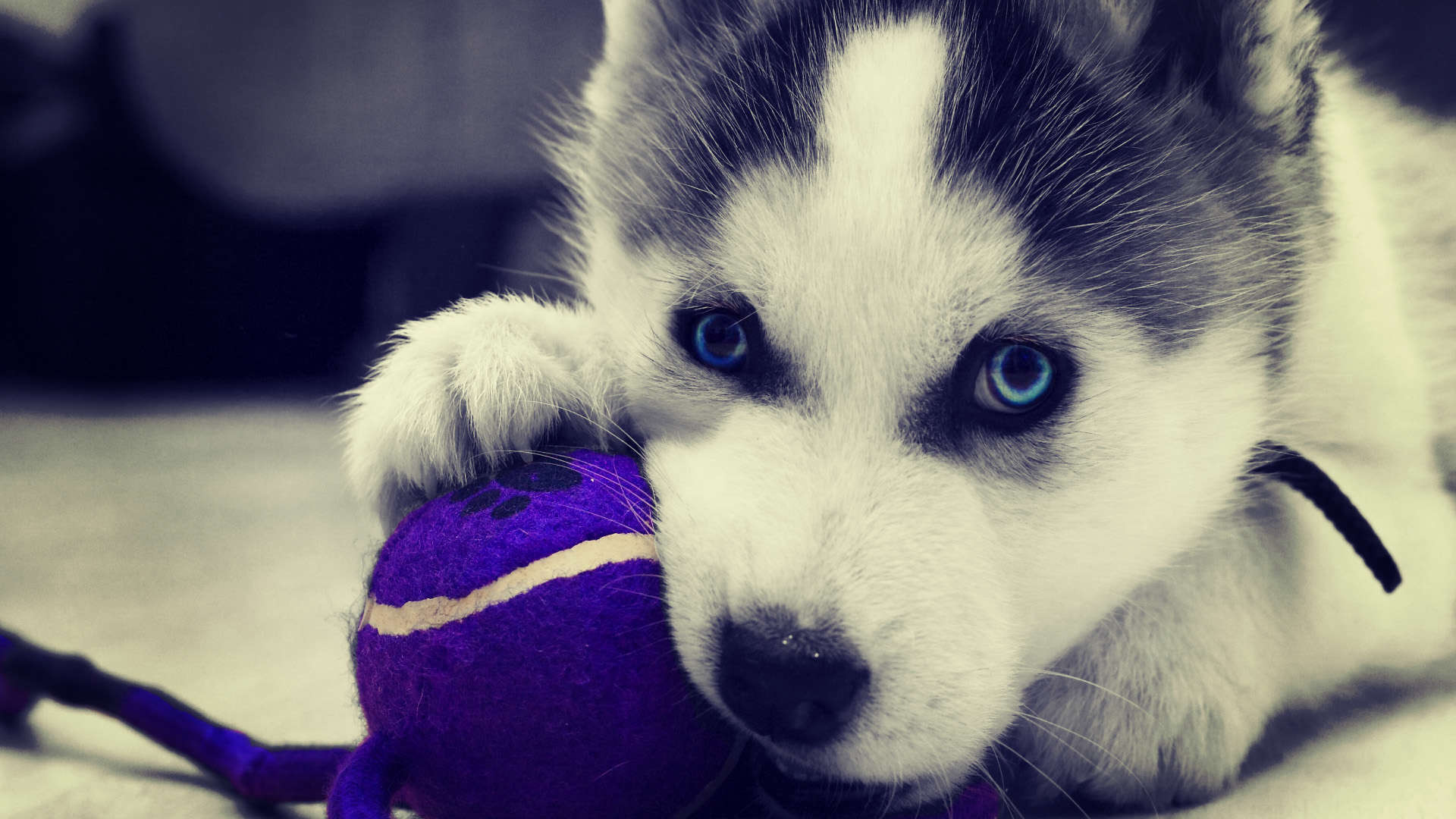 Babby Husky Wallpapers