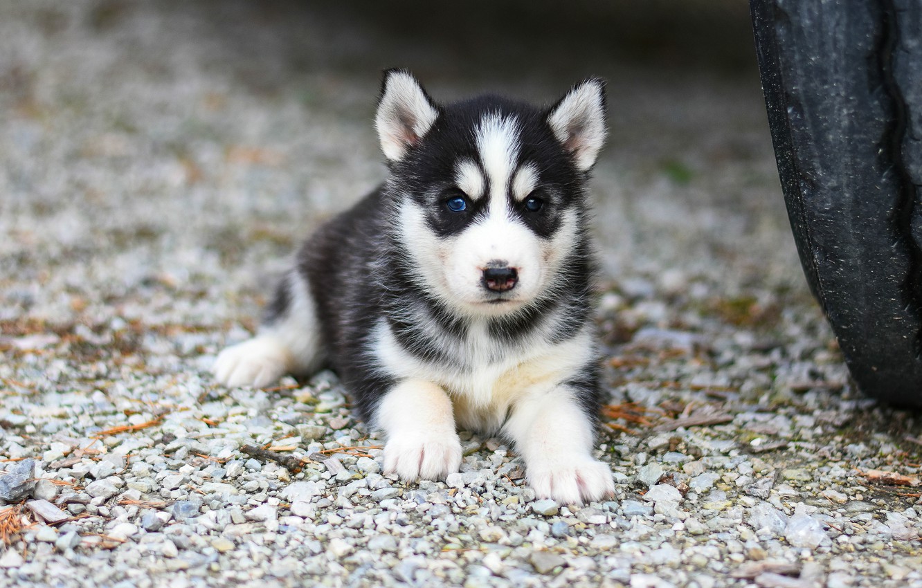 Babby Husky Wallpapers