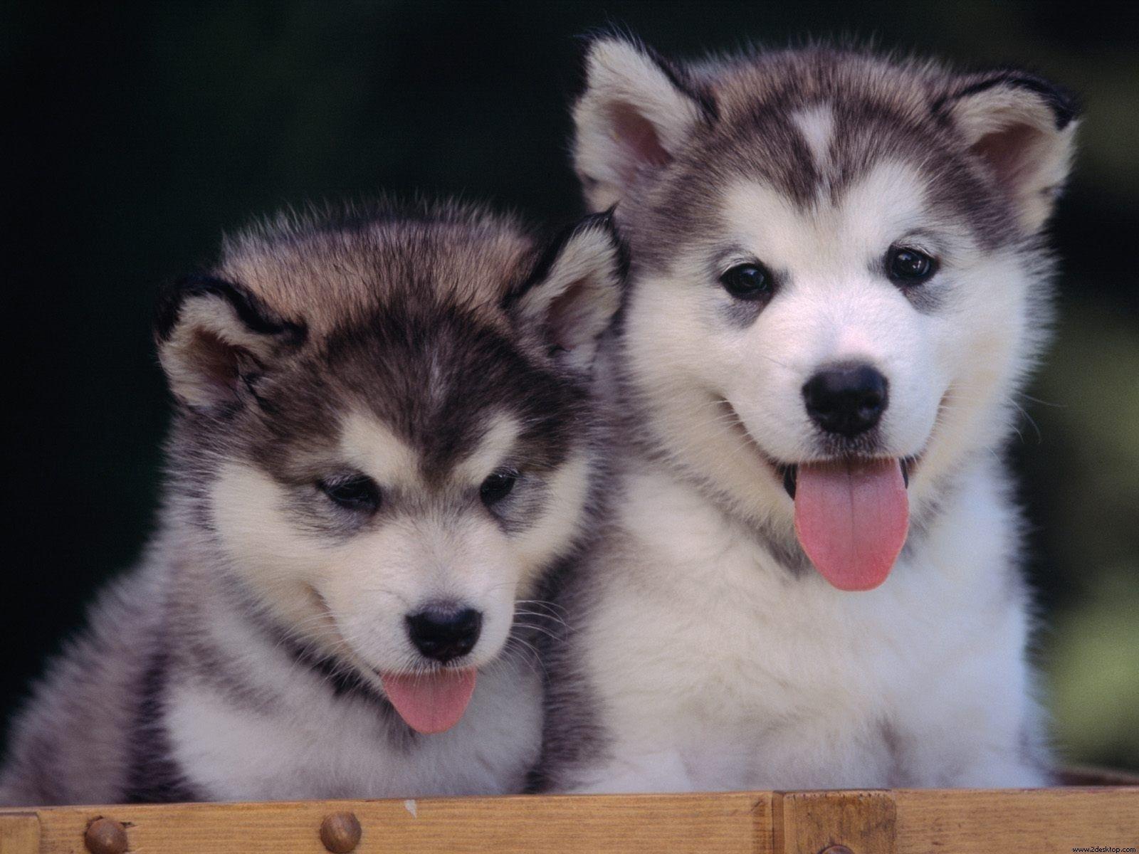 Babby Husky Wallpapers