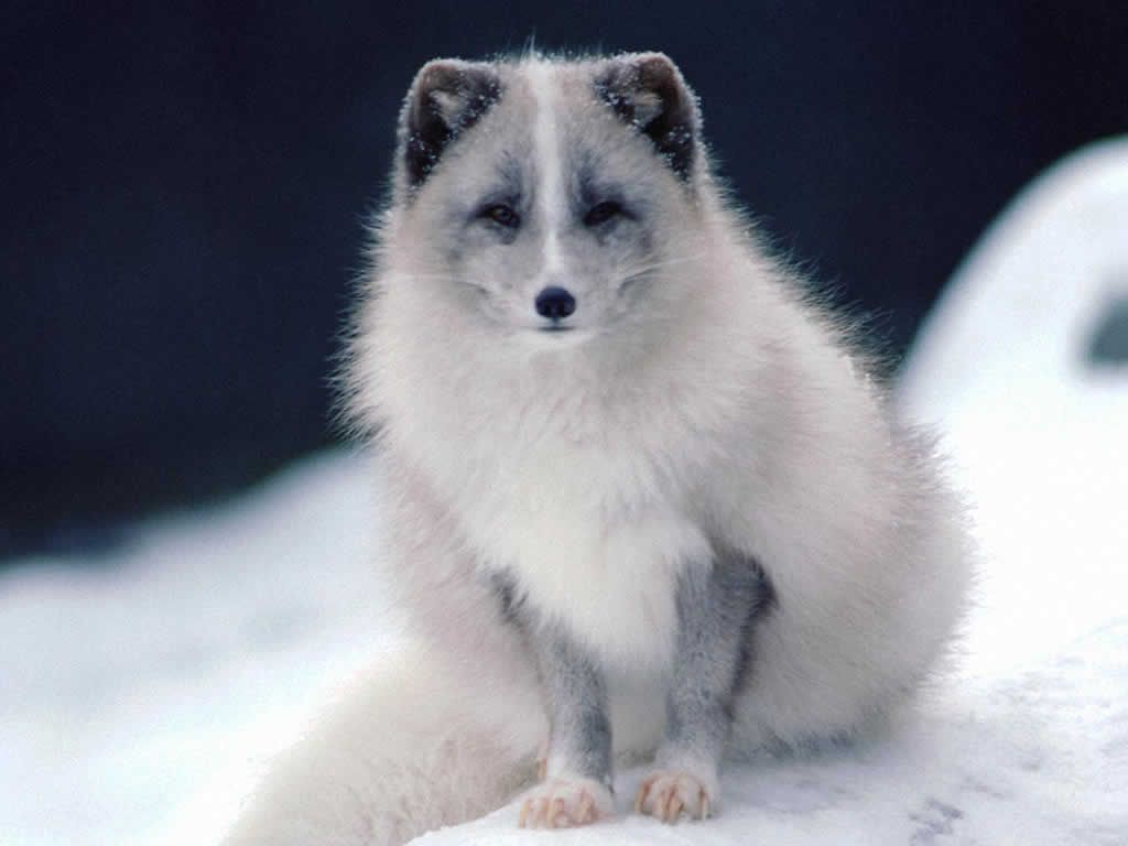 Baby Adorable Arctic Fox Wallpapers