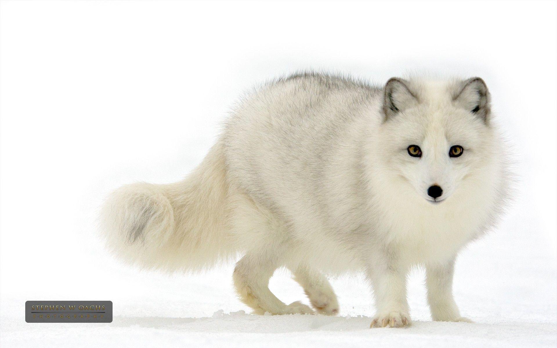 Baby Adorable Arctic Fox Wallpapers