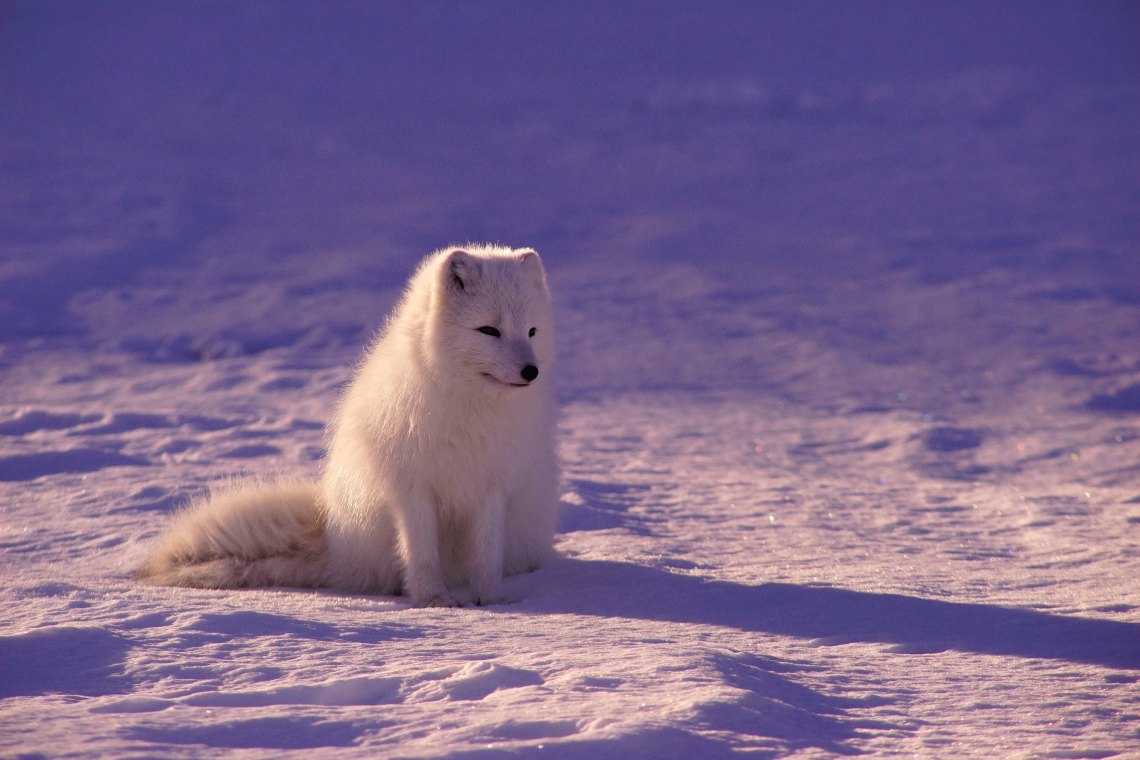 Baby Adorable Arctic Fox Wallpapers