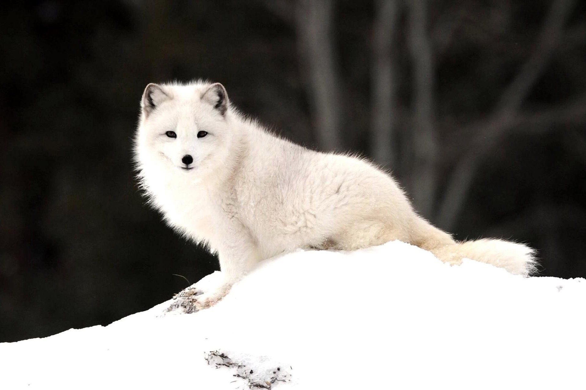 Baby Adorable Arctic Fox Wallpapers