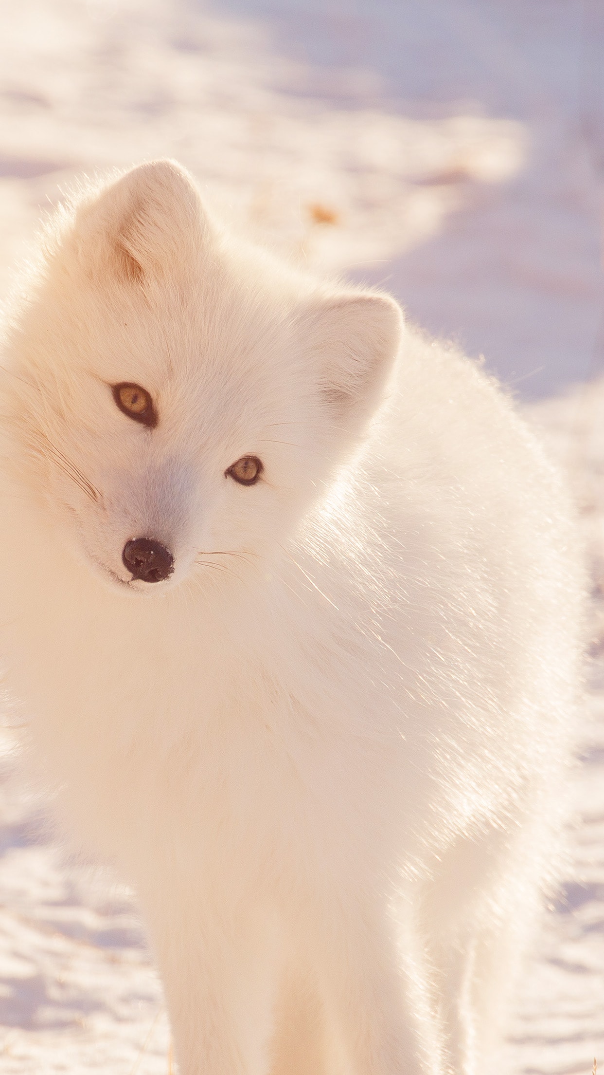 Baby Adorable Arctic Fox Wallpapers