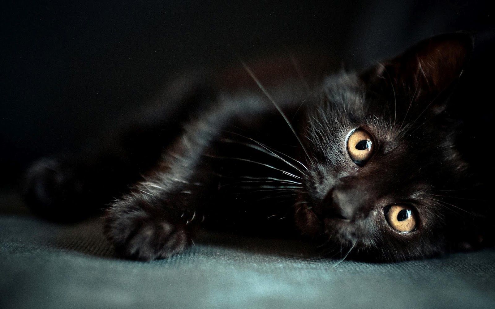 Baby Black Kitten Wallpapers