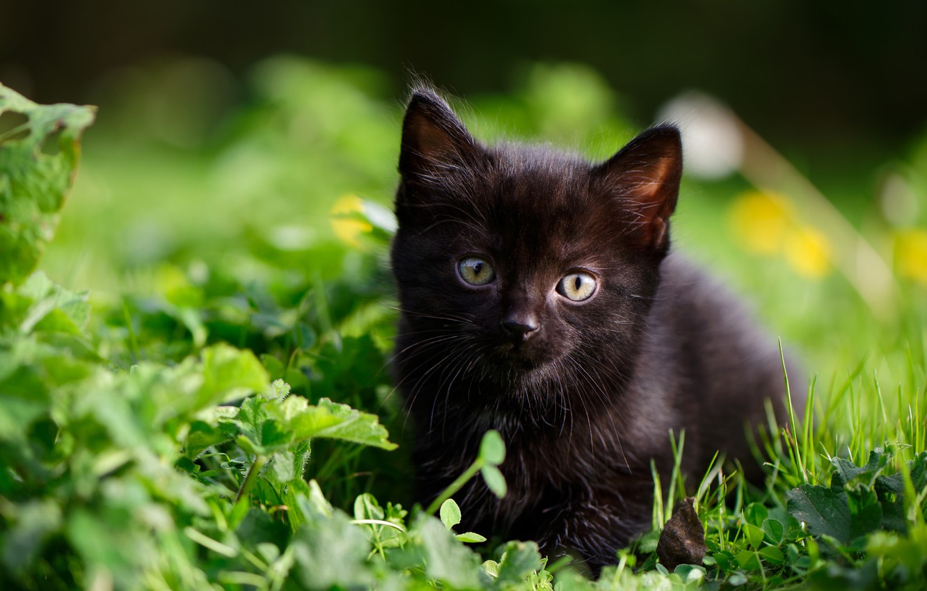 Baby Black Kitten Wallpapers