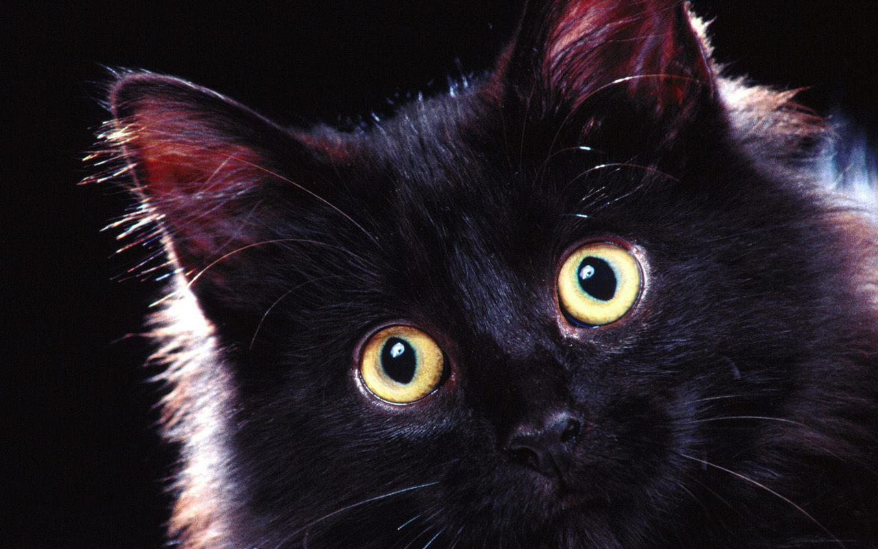 Baby Black Kitten Wallpapers