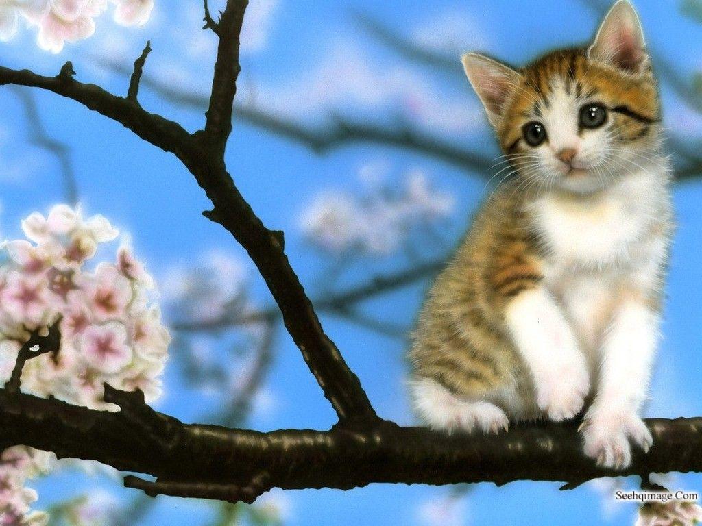 Baby Black Kitten Wallpapers